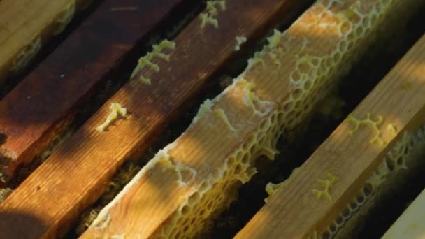 Ruche Ouverte Avec Abeilles Vue Sur Dessus Cadres Avec Rayons — Video