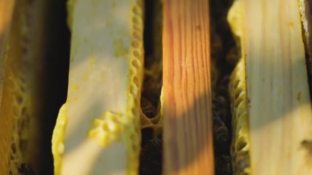 Открытый Улей Пчелами Вид Сверху Рамки Сотами Улье Перед Извлечением — стоковое видео