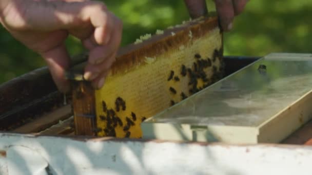 Imker Nimmt Einen Bienenstockrahmen Mit Waben Und Bienen Aus Dem — Stockvideo