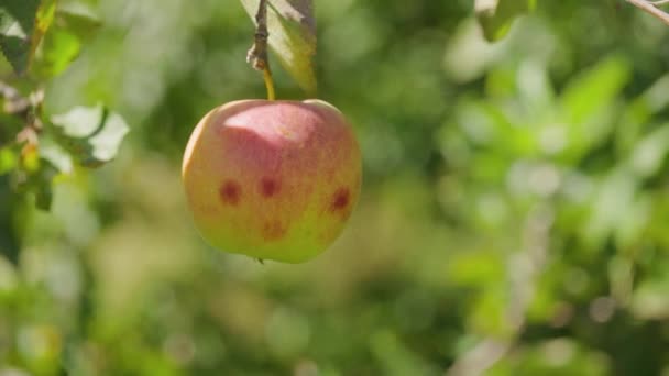 Apple Ripens Tree Reddish Apple Sways Branch Ripe Apple Blurred — Vídeo de Stock