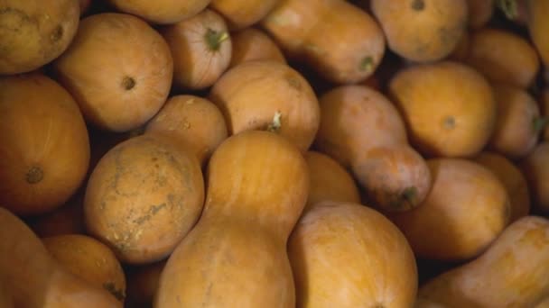 Heap Butternut Squash Pumpkins Harvest Butternut Squash Cucurbita Moschata — Αρχείο Βίντεο