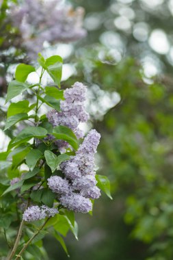 Bahar çiçekli leylak. Çiçek açan mor leylak çiçekleri. Doğal bahar arkaplanı
