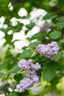Bahar çiçekli leylak. Çiçek açan mor leylak çiçekleri. Doğal bahar arkaplanı