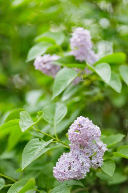 Bahar çiçekli leylak. Çiçek açan mor leylak çiçekleri. Doğal bahar arkaplanı