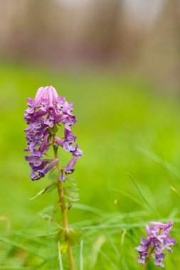 Bulanık bir arkaplanda mor Corydalis çiçeği. Vahşi arazide Corydalis Soda. Boşluğu kopyala
