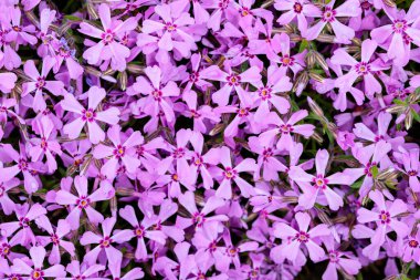 Mor phlox subulata. Subulata çiçekli çiçek arkaplanı. Mor çiçek deseni. Üst görünüm