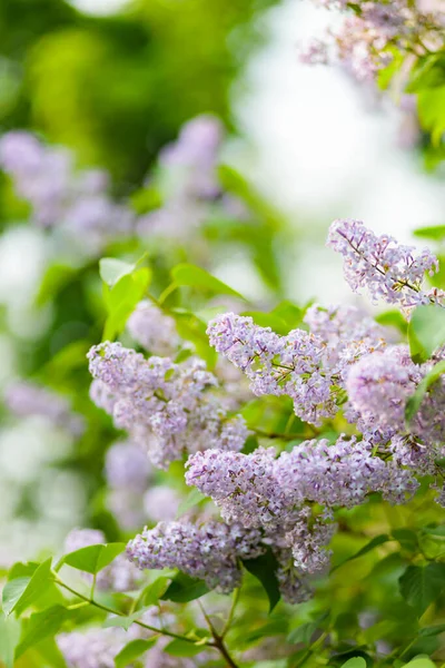 Voorjaarsbloeiende Lila Bloeiende Paarse Lila Bloemen Natuurlijke Lente Achtergrond — Stockfoto