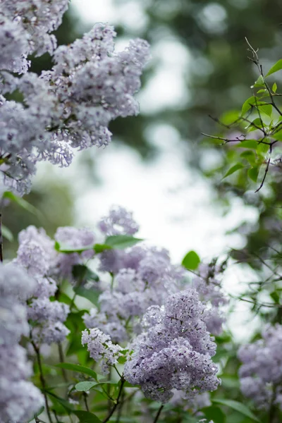 Voorjaarsbloeiende Lila Bloeiende Paarse Lila Bloemen Natuurlijke Lente Achtergrond — Stockfoto
