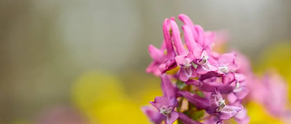 Fioletowy Kwiat Corydalis Rozmytym Tle Corydalis Solida Dzikim Polu Przestrzeń — Zdjęcie stockowe