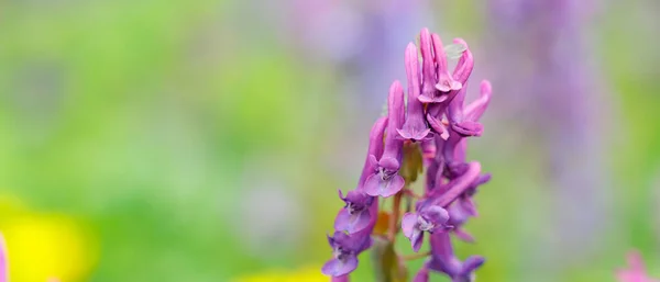 Flor Corydalis Púrpura Sobre Fondo Borroso Corydalis Solida Campo Salvaje — Foto de Stock