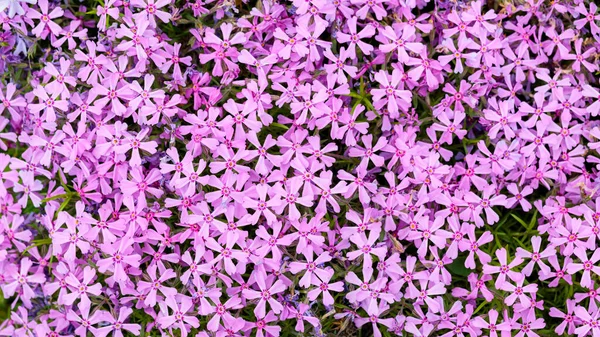 Fioletowa Subulata Floksowa Kwiatowe Tło Kwiatami Subulata Fioletowy Wzór Kwiatowy — Zdjęcie stockowe
