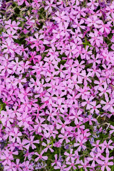Fioletowa Subulata Floksowa Kwiatowe Tło Kwiatami Subulata Fioletowy Wzór Kwiatowy — Zdjęcie stockowe