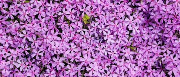 紫色のPhlox Subulata スブラタの花を持つ花の背景 紫色の花模様 トップ表示 — ストック写真