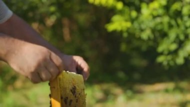 Arı kovanında bal peteği olan bir arı yetiştiricisi tarafından incelenecek. Arıcı çerçeveyi bal peteği ve arılarla birlikte kovanına koyar. Bal üretimi