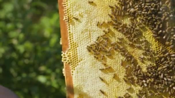 Kontrola Przez Pszczelarza Ramy Plastrem Miodu Pasiece Pszczelarz Umieszcza Ramę — Wideo stockowe