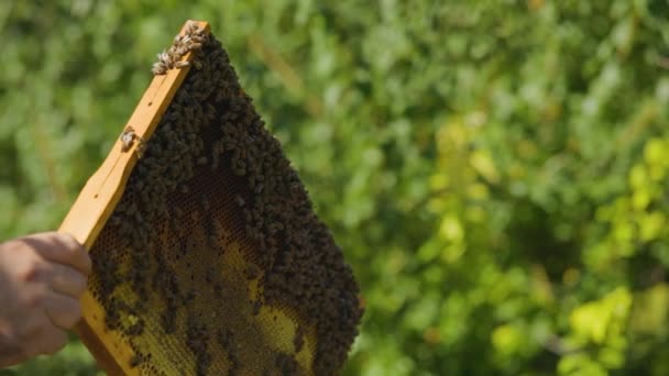 Inspektion Durch Den Imker Des Rahmens Mit Wabe Bienenhaus Imker — Stockvideo