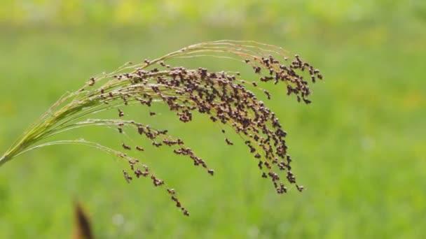 Proso Köles Termesztése Mezőgazdaságban Növénye Panicum Miliaceum Közismert Nevén Proso — Stock videók