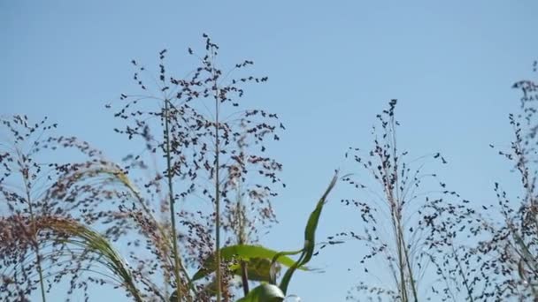 Proso Köles Termesztése Mezőgazdaságban Növénye Panicum Miliaceum Közismert Nevén Proso — Stock videók