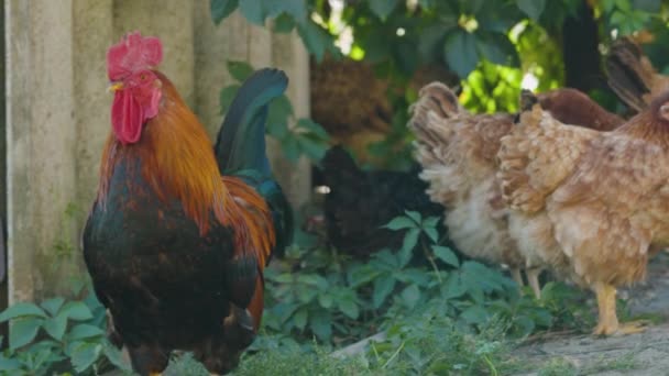 Hens Rooster Hiding Sun Shade Summer Day Domesticated Hens Standing — Stock Video