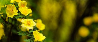Yeşil arka planda sarı gül çiçekleri. Çiçekli yaban gülü çalısı. Boşluğu kopyala