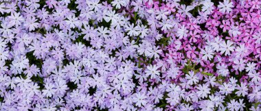 Violet Moss Plox. Subulata çiçekli çiçek arkaplanı. Plox çiçeğinden mor arkaplan