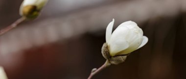 Bahçede beyaz manolya çiçeği. Dalda manolya çiçeği açıyor. Boşluğu kopyala