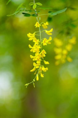 Çiçekli sarı akasya ağacı. Baharda açan sarı akasya çiçekleri. Boşluğu kopyala