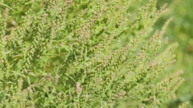 Ragweed çiçekleri. Ragweed veya ambrosia çalıları hassas nüfusa alerjik reaksiyonlara neden oluyor. Ambrosia artemisiifolia çiçekleri (yaygın yosun, yıllık yosun)