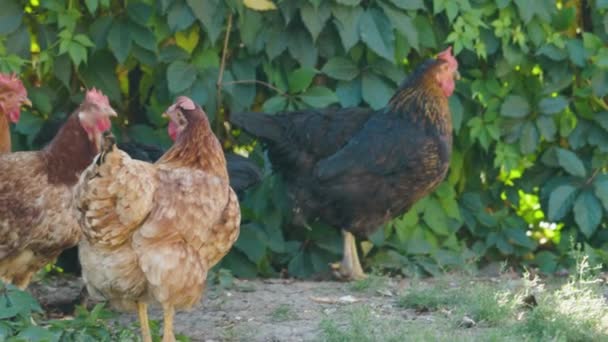 Hens Rooster Hiding Sun Shade Summer Day Domesticated Hens Standing — Stock Video