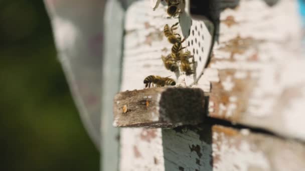 蜂は巣に飛び込み クローズアップします 花粉収集後 蜂は巣の穴に飛び込む 蜂蜜農業の概念 — ストック動画