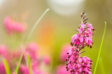Bulanık arka planda pembe Erica Carnea. Yeşil çimlerde çiçek açan Erica Carnea. Bahar geliyor konsepti