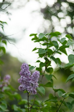 Bahar leylak çiçekleri. Bulanık bir arkaplanda mor leylak çiçekleri. Boşluğu kopyala