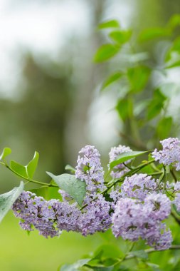 Bahar leylak çiçekleri. Bulanık bir arkaplanda mor leylak çiçekleri. Boşluğu kopyala