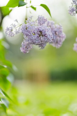 Bahar leylak çiçekleri. Bulanık bir arkaplanda mor leylak çiçekleri. Boşluğu kopyala