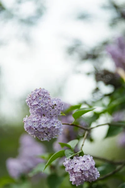 春天的紫丁香花紫丁香花在模糊的背景上 复制空间 — 图库照片