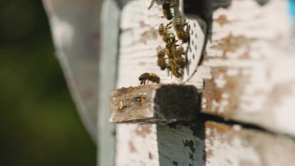 蜂の巣への入り口付近の蜂 ミツバチは蜂の巣の周りを泳ぎ回っています 養蜂の概念 — ストック動画