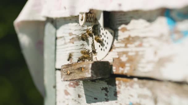 Bijen Bij Ingang Van Bijenkorf Honingbijen Zwermen Rond Vliegen Rond — Stockvideo