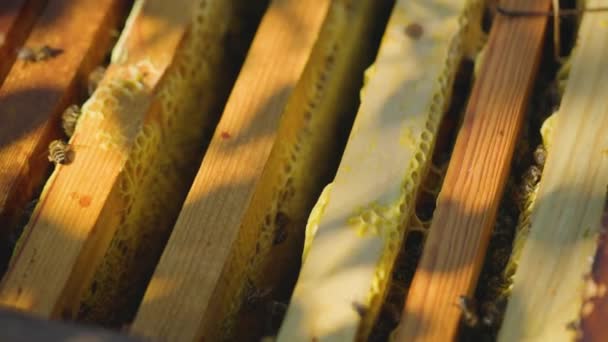 蜂の巣を開くと トップビュー 蜂蜜抽出の前に巣内のハニカムのフレーム ミツバチの間の蜂 — ストック動画