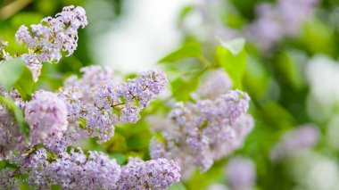 Bahar zamanı çiçek açan leylak çalıları. Mor leylak çiçekleri bahar çiçeği arkaplanı. Bahar konsepti