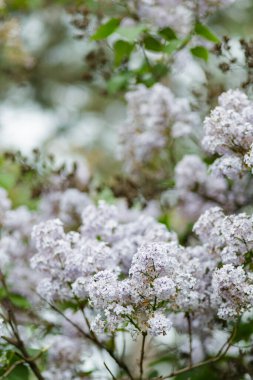 Bahar zamanı çiçek açan leylak çalıları. Mor leylak çiçekleri bahar çiçeği arkaplanı. Bahar konsepti