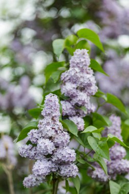 Bahar zamanı çiçek açan leylak çalıları. Mor leylak çiçekleri bahar çiçeği arkaplanı. Bahar konsepti