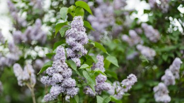 Bahar zamanı çiçek açan leylak çalıları. Mor leylak çiçekleri bahar çiçeği arkaplanı. Bahar konsepti