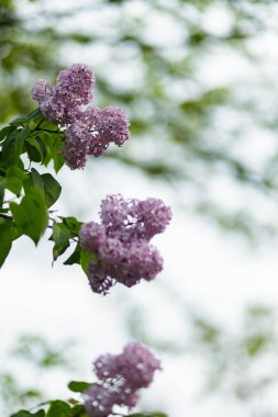 Bahar zamanı çiçek açan leylak çalıları. Mor leylak çiçekleri bahar çiçeği arkaplanı. Bahar konsepti
