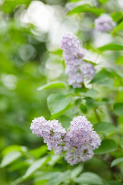 Bahar zamanı çiçek açan leylak çalıları. Mor leylak çiçekleri bahar çiçeği arkaplanı. Bahar konsepti