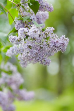 Bahar zamanı çiçek açan leylak çalıları. Mor leylak çiçekleri bahar çiçeği arkaplanı. Bahar konsepti