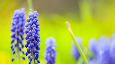 Bulanık bir arka planda Muscari mavisi çuha çiçekleri. Bahar çiçekli muscari (üzüm sümbülü) bir çayırda. Boşluğu kopyala