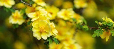 Bulanık arka planda sarı gül çiçekleri. Bahar günü açan yaban gülü. Boşluğu kopyala