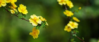 Bulanık arka planda sarı gül çiçekleri. Bahar günü açan yaban gülü. Boşluğu kopyala