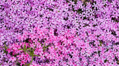 Phlox subulata. Subulata çiçekli çiçek arkaplanı. Bir sürü çiçek desenli mor çiçek deseni.