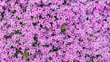 Phlox subulata. Subulata çiçekli çiçek arkaplanı. Bir sürü çiçek desenli mor çiçek deseni.